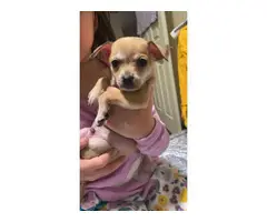 3 Adorable Chihuahua puppies needing a new home