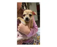 3 Adorable Chihuahua puppies needing a new home - 2