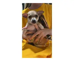 3 Adorable Chihuahua puppies needing a new home - 5