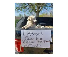 Livestock Guardian puppies for sale - 2