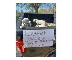 Livestock Guardian puppies for sale - 4