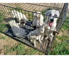 Livestock Guardian puppies for sale - 5