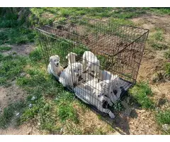 Livestock Guardian puppies for sale - 8