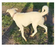 Livestock Guardian puppies for sale - 9