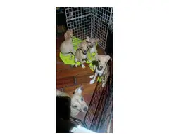 5 Jack Rat Terrier Puppies for sale
