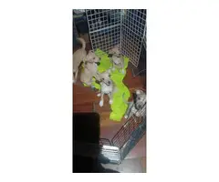 5 Jack Rat Terrier Puppies for sale