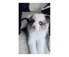3 beautiful Pomsky puppies for sale