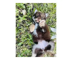 3 beautiful Pomsky puppies for sale