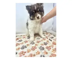 3 beautiful Pomsky puppies for sale