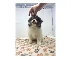3 beautiful Pomsky puppies for sale