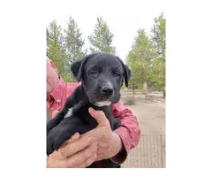 3 male Lab puppies for sale