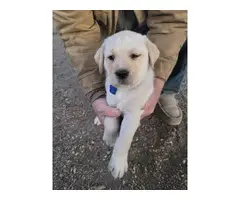 3 male Lab puppies for sale - 2