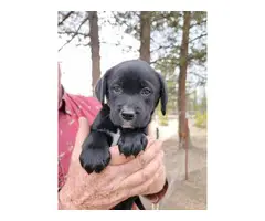3 male Lab puppies for sale - 3