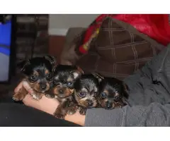 5 male yorkie puppies for sale