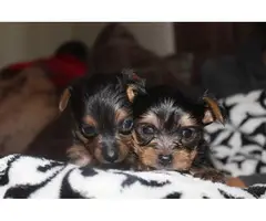 5 male yorkie puppies for sale - 4