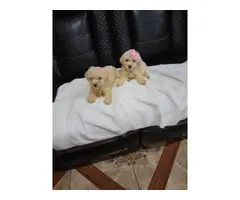 5 Maltipoo puppies for sale