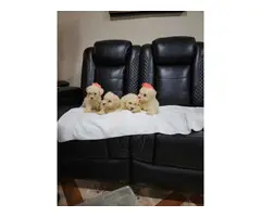 5 Maltipoo puppies for sale
