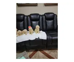 5 Maltipoo puppies for sale
