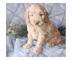 One female and two male Red Cockapoo puppies - 2