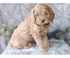 One female and two male Red Cockapoo puppies - 3