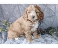 One female and two male Red Cockapoo puppies - 4