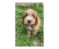 One female and two male Red Cockapoo puppies - 6