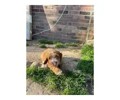 One female and two male Red Cockapoo puppies - 8