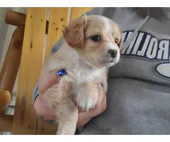 3 Chipoo puppies looking for a loving home - 3