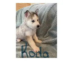 5 Husky puppies available