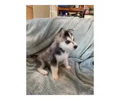 5 Husky puppies available - 3
