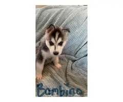 5 Husky puppies available - 4