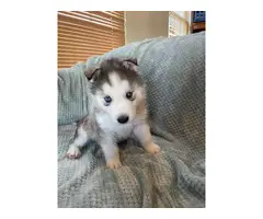 5 Husky puppies available - 5