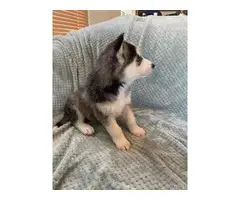 5 Husky puppies available - 7