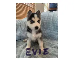 5 Husky puppies available - 8
