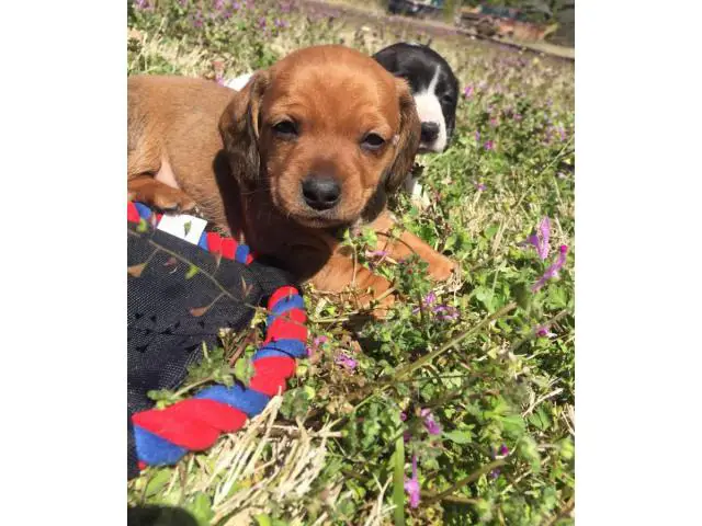 2 Miniature Dachshund Puppies for sale - 1/3