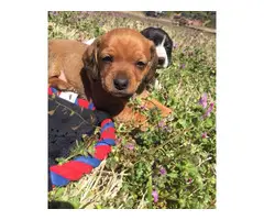 2 Miniature Dachshund Puppies for sale