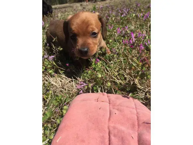 2 Miniature Dachshund Puppies for sale - 2/3