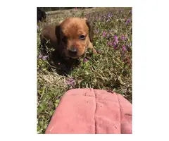 2 Miniature Dachshund Puppies for sale - 2