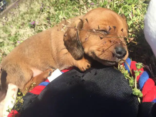 2 Miniature Dachshund Puppies for sale - 3/3