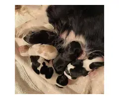 Purebred Cavalier King Charles puppies - 2