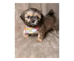 3 Imperial ShihTzu puppies for sale - 2