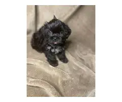 3 Imperial ShihTzu puppies for sale - 4