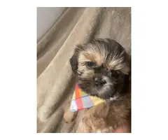 3 Imperial ShihTzu puppies for sale - 5
