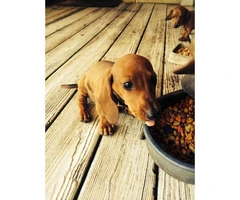 4 Male Full Blooded Dachsunds