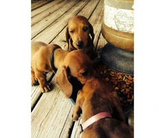 4 Male Full Blooded Dachsunds - 2