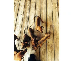 4 Male Full Blooded Dachsunds - 3