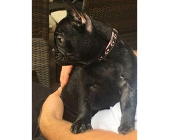 Home Raised Female French Bulldog Puppy - 3