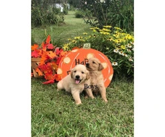 Akc golden retriever puppies - $800 - 3