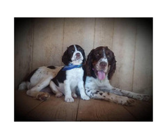 akc springer spaniel puppies