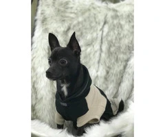 1 year old male black chihuahua for sale